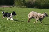 BORDER COLLIE - MOUTONS 091